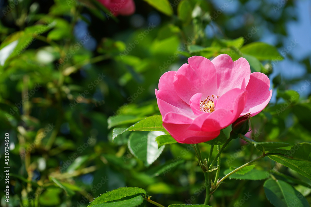 ピンク色のバラの花