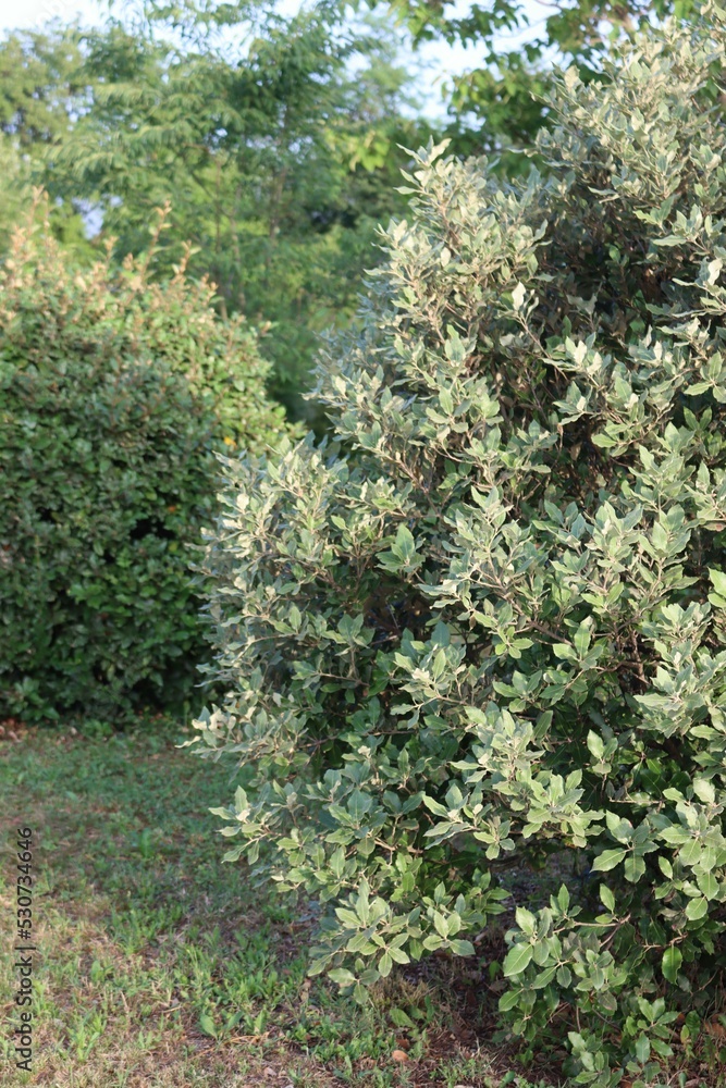 Two Eleagnus x Ebbingei bushes on summer in the garden Two Eleagnus x Ebbingei bushes on summer in the garden