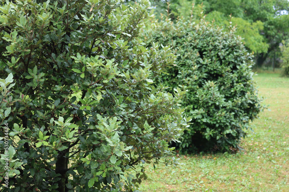 Obraz premium Two Eleagnus x Ebbingei bushes on summer in the garden