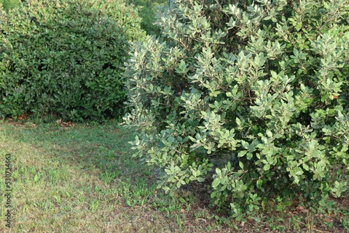 Two Eleagnus x Ebbingei bushes on summer in the garden