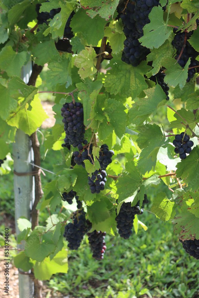 Detail of Pinot gris vineyard in the italian countryside. Ripe Pinot gris grapes ready to harvest on a sunny day