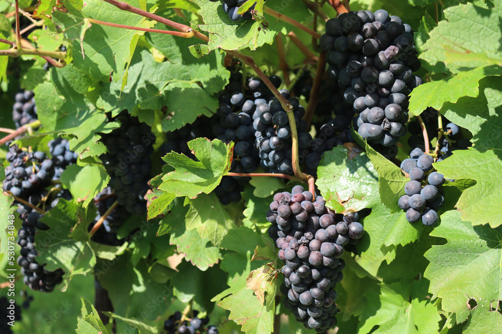 Detail of Pinot gris vineyard in the italian countryside. Ripe Pinot gris grapes ready to harvest on a sunny day