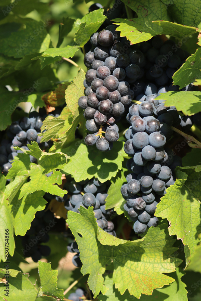 Close-up of ripe dark Pinot gris grape ready to harvest on branch in the vineyard on a sunny late summer day