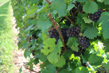 Detail of Pinot gris vineyard in the italian countryside. Ripe Pinot gris grapes ready to harvest on a sunny day