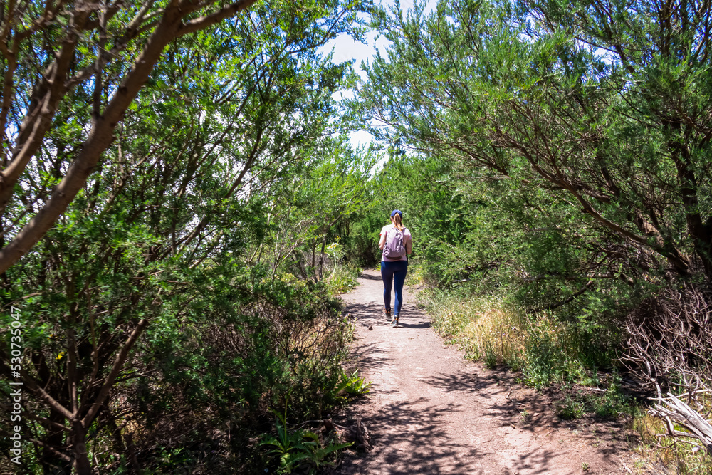 Woman with backpack walking on hiking trail through the dense laurel forest in Teno mountain range, Tenerife, Canary Islands, Spain, Europe. Path between mountain village Masca and Santiago del Teide