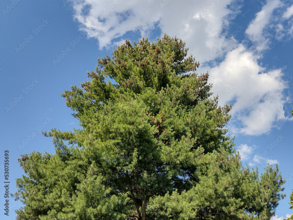Big pine tree in Baia Mare city, Romania. Pinus strobus