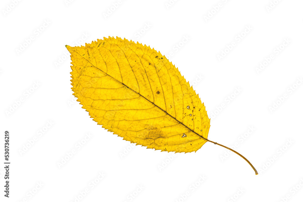 Yellow autumn leaf in the fall Yellow autumn leaf in the fall
