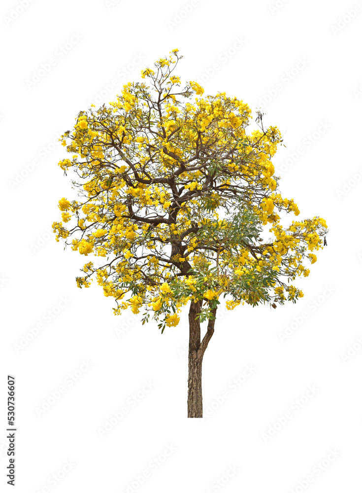 Trees and bonsai green leaves. The Ratchaphruek tree is blooming bright yellow. (Silver trumpet tree)