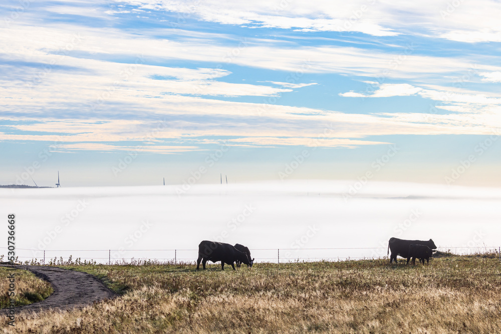 Fototapeta premium Meadow with cattles and mist in the background