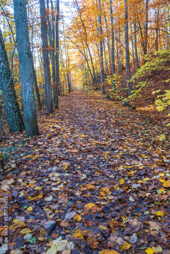 Woodland trail in a colorful autumn forest