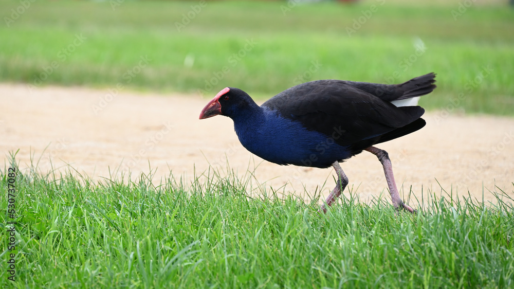Purple swamphen, or pukeko, walking on grass alongside an unsealed path, the bird keeping its head low Purple swamphen, or pukeko, walking on grass alongside an unsealed path, the bird keeping its head low