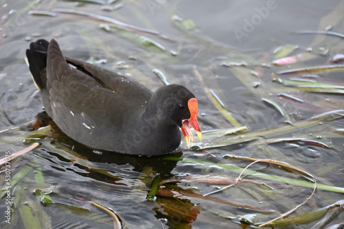 Dusky moorhen in a lake, amongst green reeds, with its bill open and tongue visible as it eats something found in the water photo