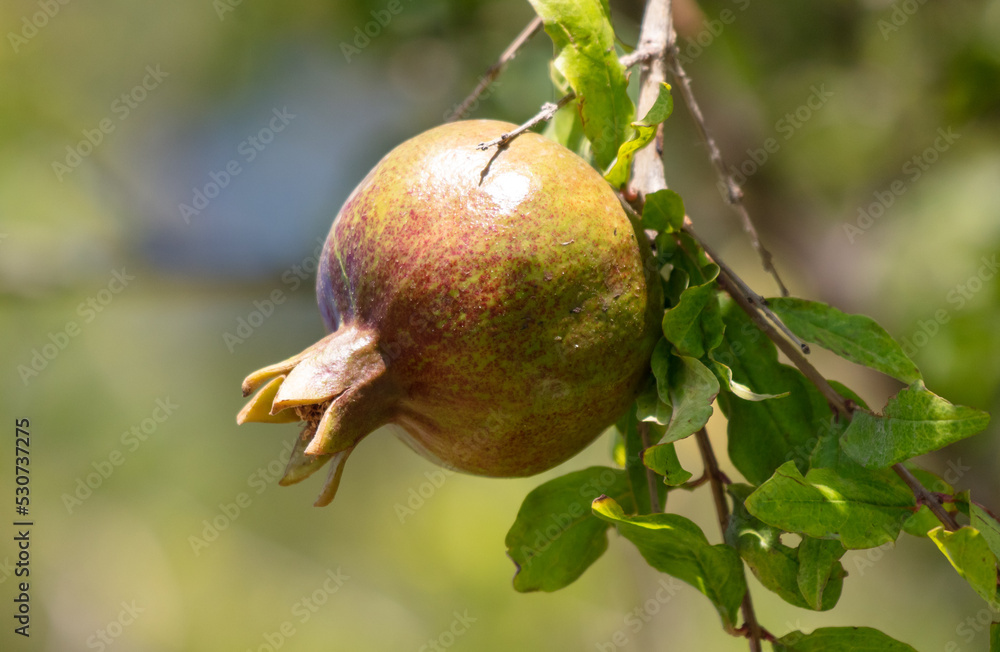 Pomegranate on tree branches in summer. Pomegranate on tree branches in summer.