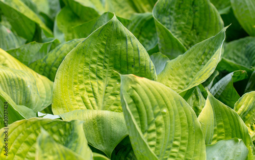Large green leaves on a herbaceous plant photo