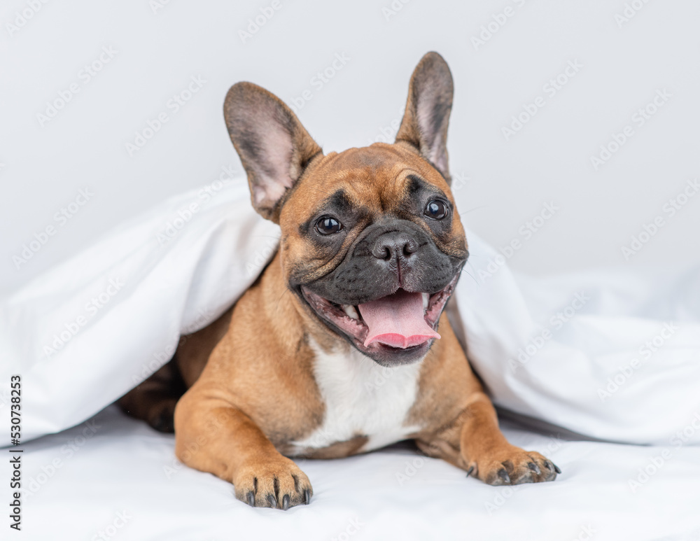 Yawning french bulldog puppy lying under warm white blanket on a bed at home