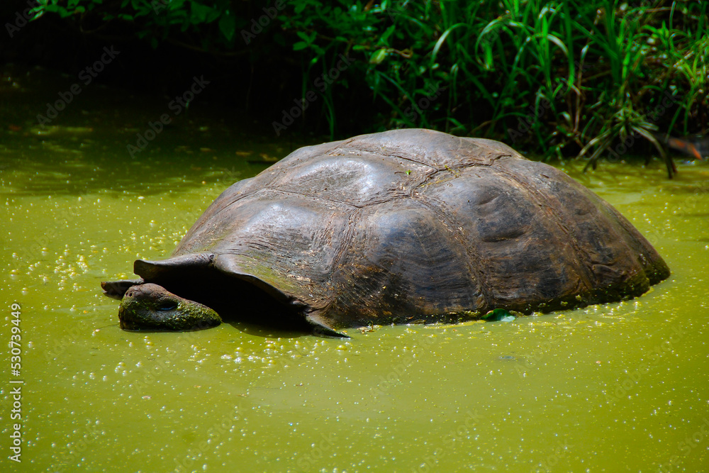 Fototapeta premium Galapagos Tortoise