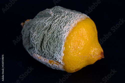 Citron moisi moldy lemon photo