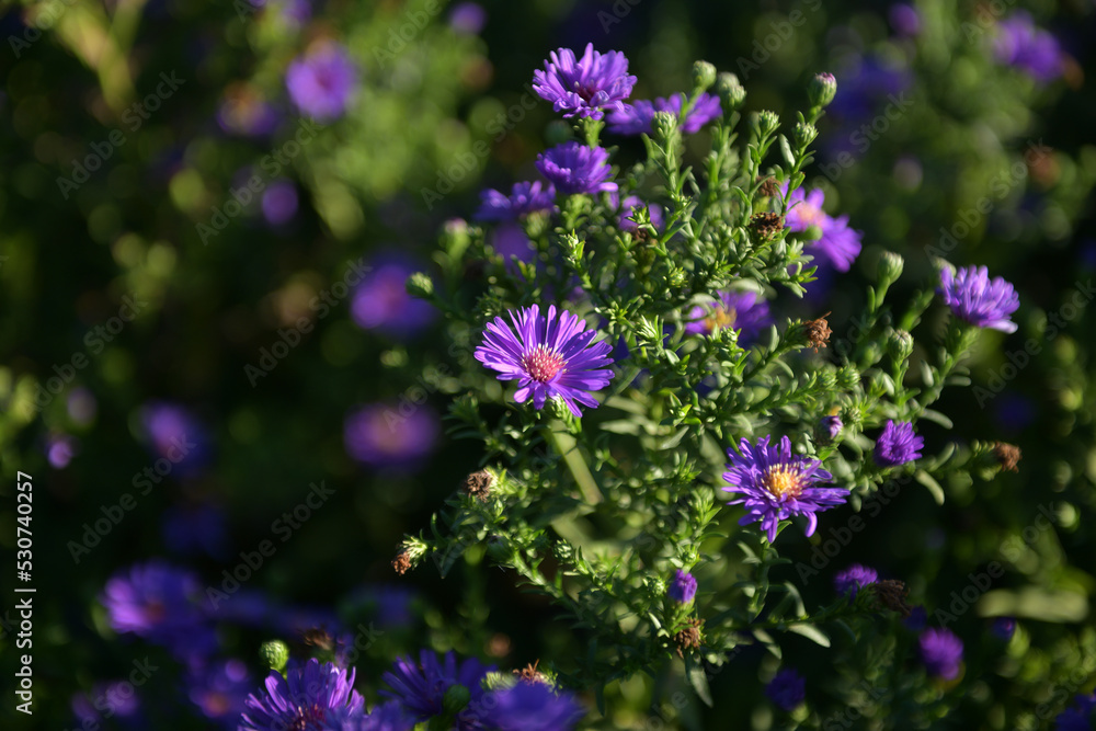purple flowers in the garden purple flowers in the garden