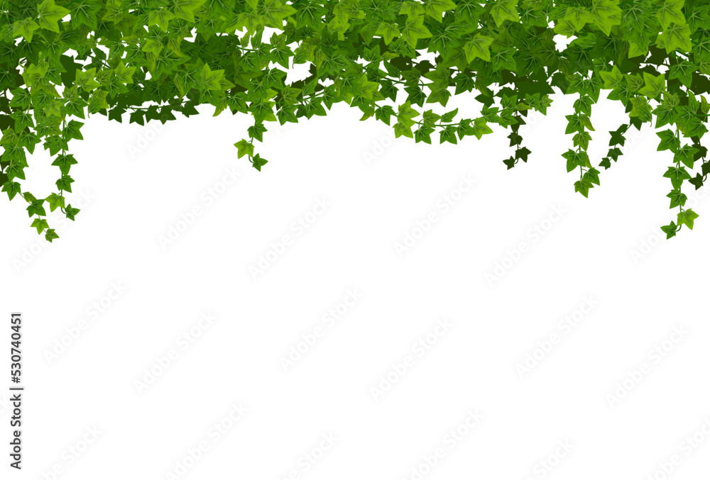 Green ivy lianas with leaves. Vector border line with vines of climbing garden plant, creeper branches and foliage floral garland. Ivy or hedera evergreen plant lianas and green leaves border - obrazy, fototapety, plakaty 