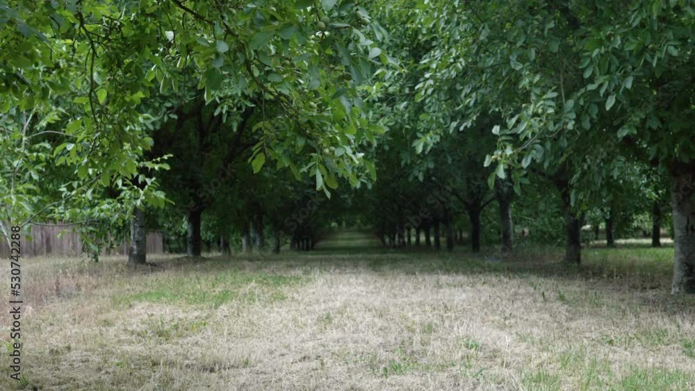 Path Under The Canopy Of Trees With Green Leaves Growing In The Orchard. - wide Path Under The Canopy Of Trees With Green Leaves Growing In The Orchard. - wide
