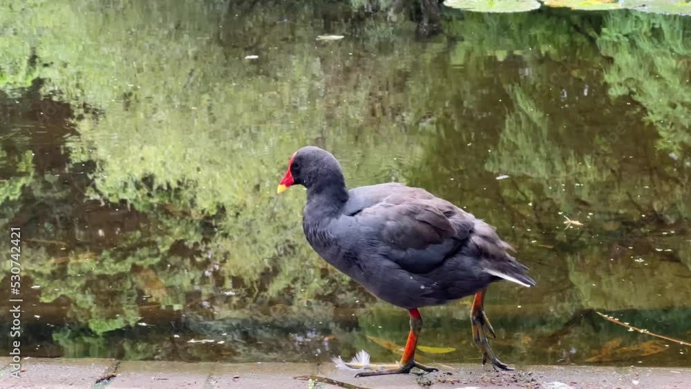 Wild dusky moorhen, gallinula tenebrosa with slaty-black plumage, preening and grooming its feathers at pond shore with beautiful urban greenery reflecting on rippling water surface. Wild dusky moorhen, gallinula tenebrosa with slaty-black plumage, preening and grooming its feathers at pond shore with beautiful urban greenery reflecting on rippling water surface.