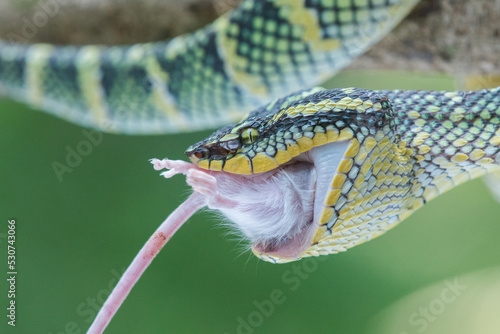 Female wagler's temple pit viper Tropidolaemus wagleri eating a white mouse 