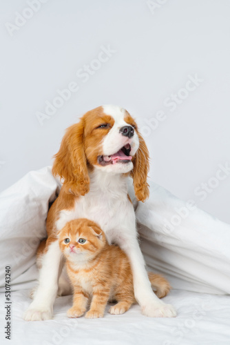 A King Charles Spaniel puppy covers a Scottish kitten under a blanket. Cute puppy and kitten at home