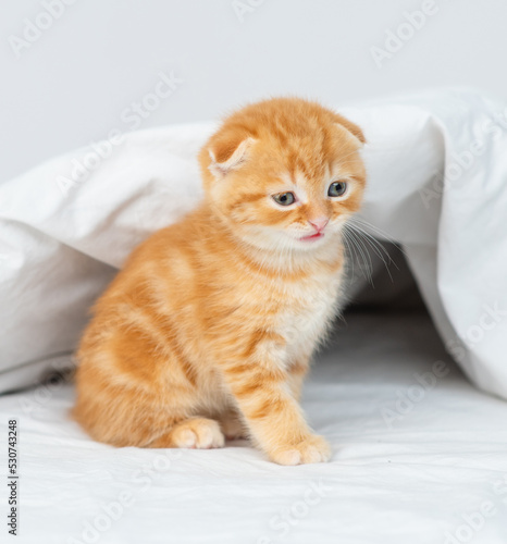 Ginger kitten sitting on the bed at home