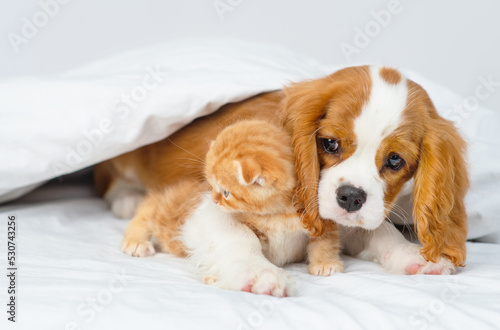 Puppy king charles spaniel lying on bed next to kitten of scottish breed