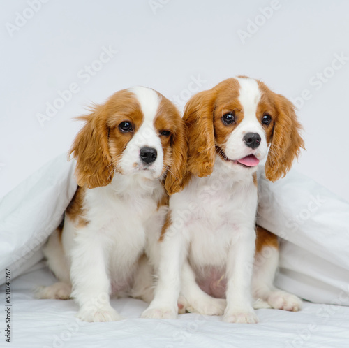 Two cavalier king charles spaniel puppies sitting leaning against each other on a blanket in a bedroom on a bed in a house
