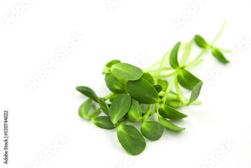 Micro greens sunflower sprouts isolated on white background.
