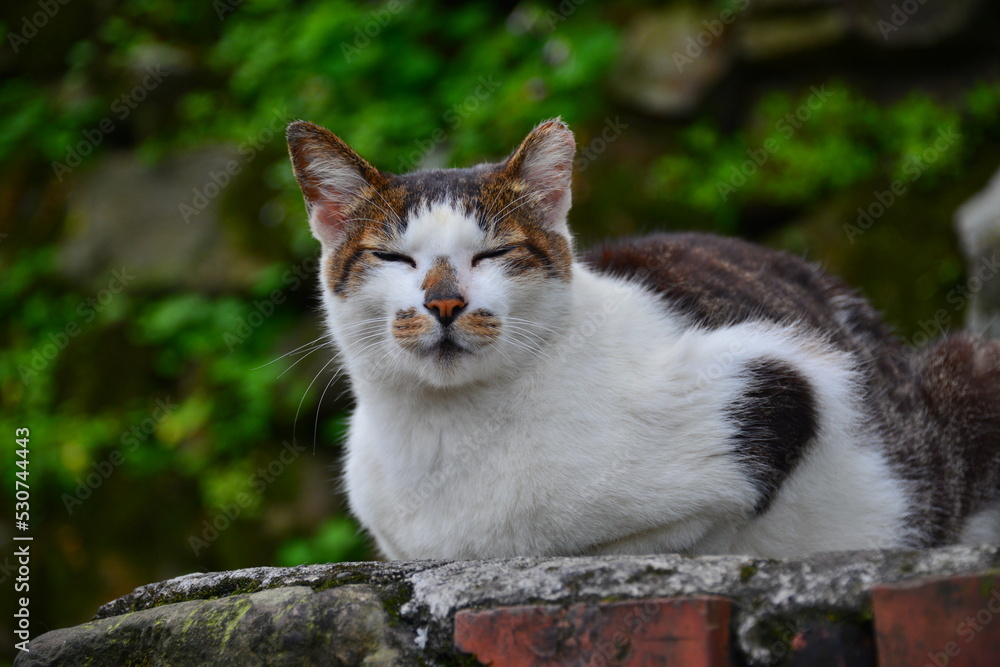 A cat lying on the wall with closed eyes looking like a smile. Cat Village. Recommended by CNN as one of the top six cat-watching spots in the world. New Taipei, Taiwan A cat lying on the wall with closed eyes looking like a smile. Cat Village. Recommended by CNN as one of the top six cat-watching spots in the world. New Taipei, Taiwan