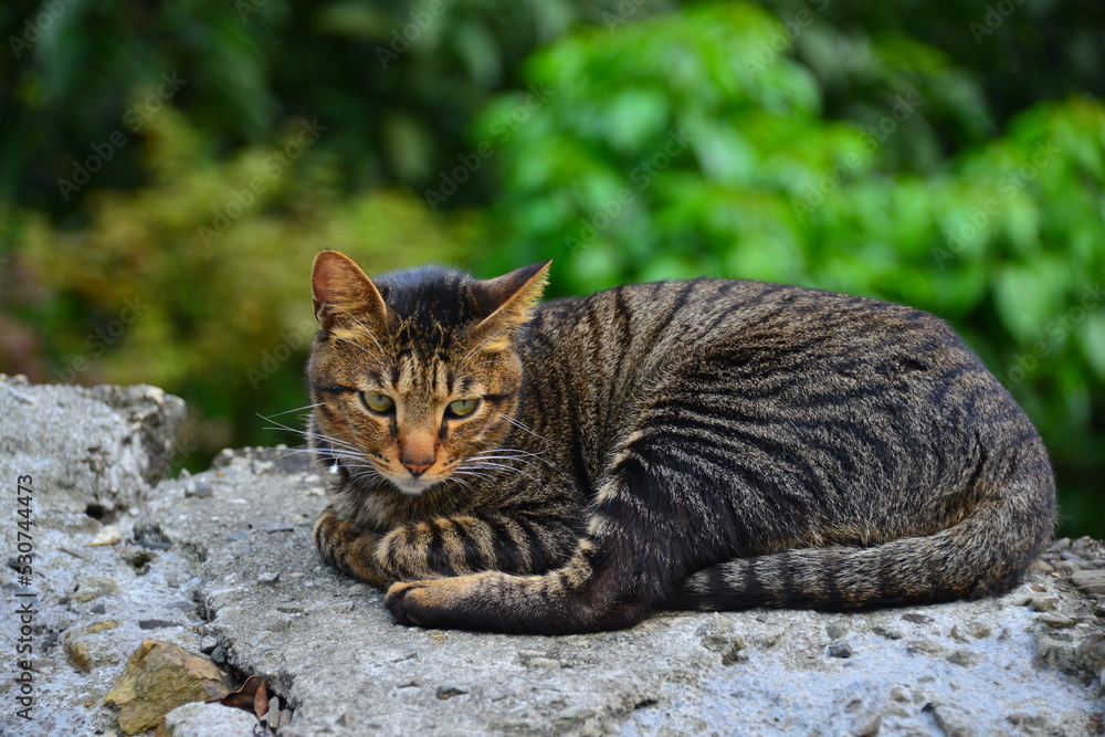 A tabby cat stared straight ahead. Houtong Cat Village. Recommended by CNN as one of the top six cat-watching spots in the world. New Taipei, Taiwan