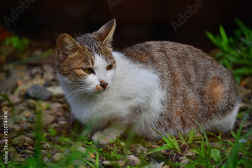 A tabby cat sits on the grass. Houtong Cat Village. Recommended by CNN as one of the top six cat-watching spots in the world. New Taipei, Taiwan