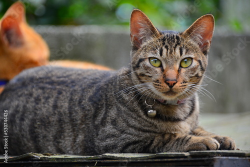 A gray tabby cat with a bell, looking straight ahead. Houtong Cat Village.  Recommended by CNN as one of the top six cat-watching spots in the world. New Taipei, Taiwan © twabian