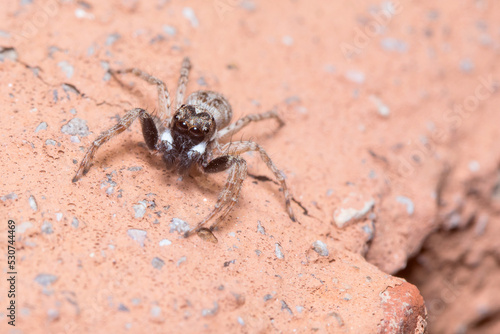 Male Menemerus semilimbatus spider staring from a wall