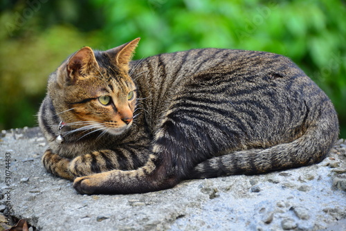 A tabby cat stared straight ahead. Houtong Cat Village. Recommended by CNN as one of the top six cat-watching spots in the world. New Taipei, Taiwan