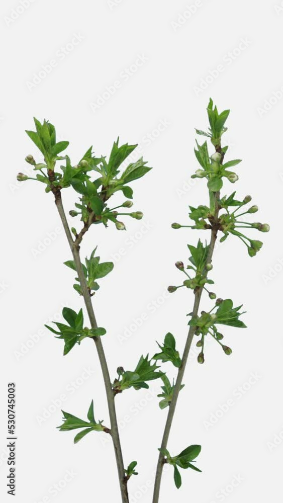 Time lapse of blooming cherry branch isolated on white background, vertical orientation Time lapse of blooming cherry branch isolated on white background, vertical orientation