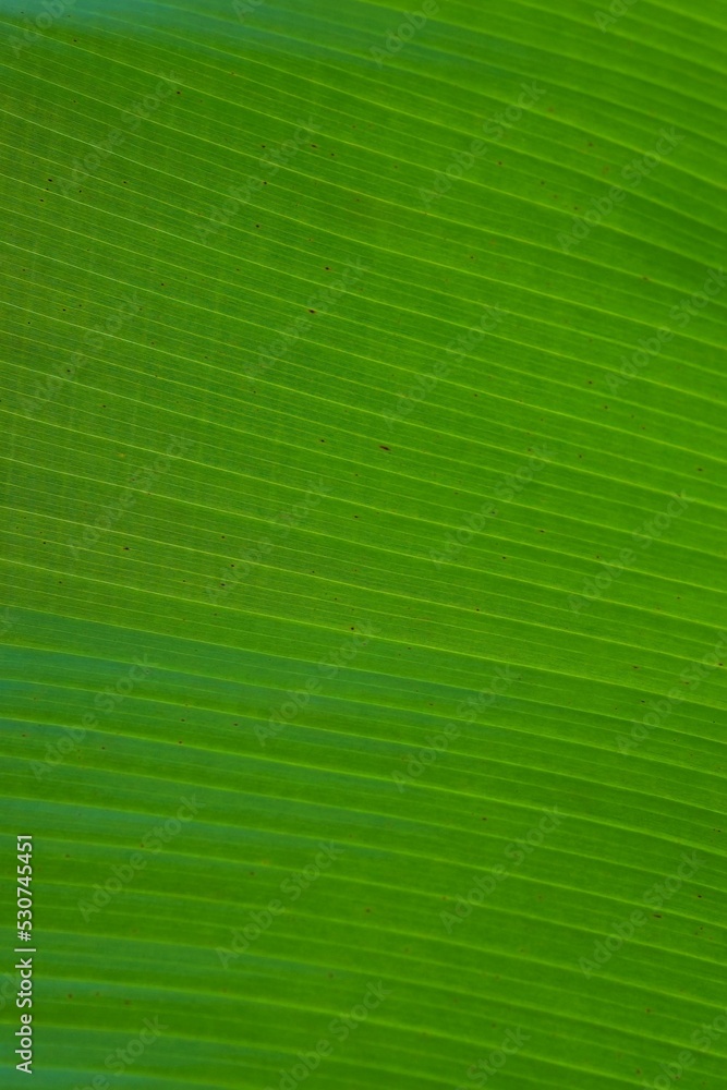 Background photo of banana leaves with green color Background photo of banana leaves with green color