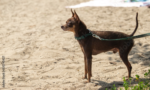 Small wet dog on the sandy beach. © Prikhodko