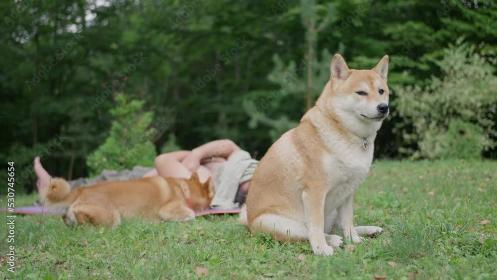 A man rests on a tourist mat and strokes a dog, two Shiva inu, slow motion A man rests on a tourist mat and strokes a dog, two Shiva inu, slow motion