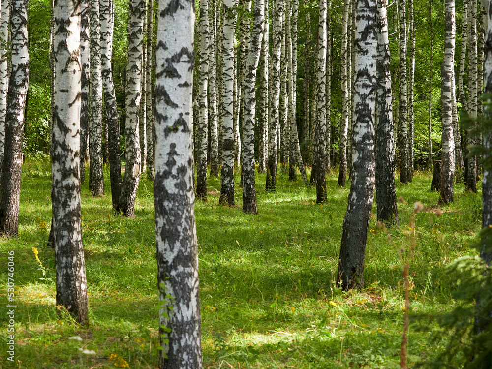birch forest in the morning sunlight birch forest in the morning sunlight