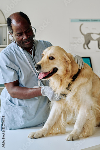 African vet in uniform examining retriever with stethoscope on table at clinic