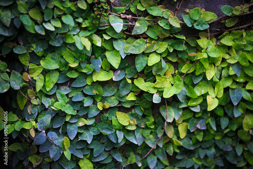 Texture of green creeping leaves. Natural background. green wall