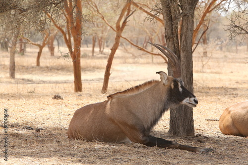 Roan antelope (Hippotragus equinus) in Bandia reserve, Senegal, Africa. African animal. Group of roan antelope (Hippotragus equinus). Safari in Africa, Bandia reserve. Senegalese nature, landscape