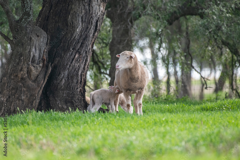 Obraz premium Mother sheep with her twin lambs in the green pasture.