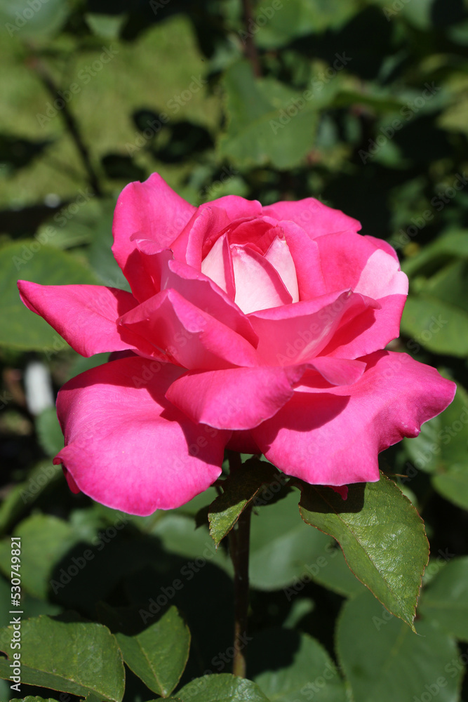 Pink rose (grade Charlies Rose (Acapella), Math. Tantau, 1994) in Moscow garden. Buds, inflorescence of flower closeup. Summer nature. Postcard with pink rose. Roses blooming. Pink flowers, blossom