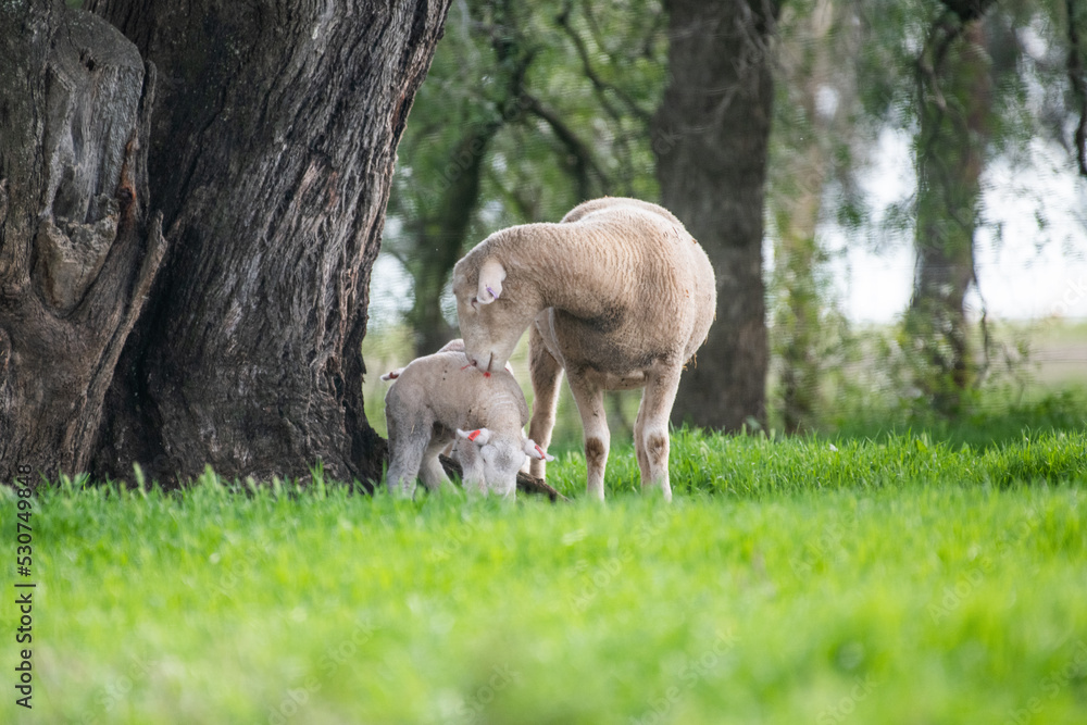 Mother sheep with her twin lambs in the green pasture.