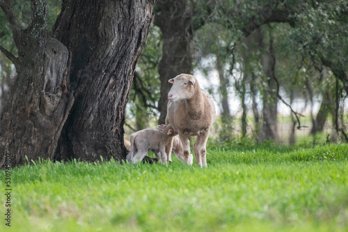 Mother sheep with her twin lambs in the green pasture. © jodie777