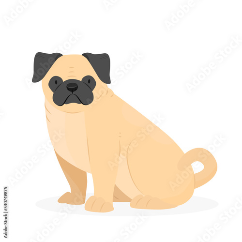 Sitting pug dog. Cute animal dog breed pug. Vector illustration isolated on white background.